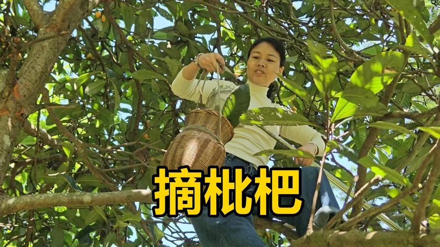 二四六香港资料期期准中特和老人上树摘枇杷被困与爬树摘枇杷